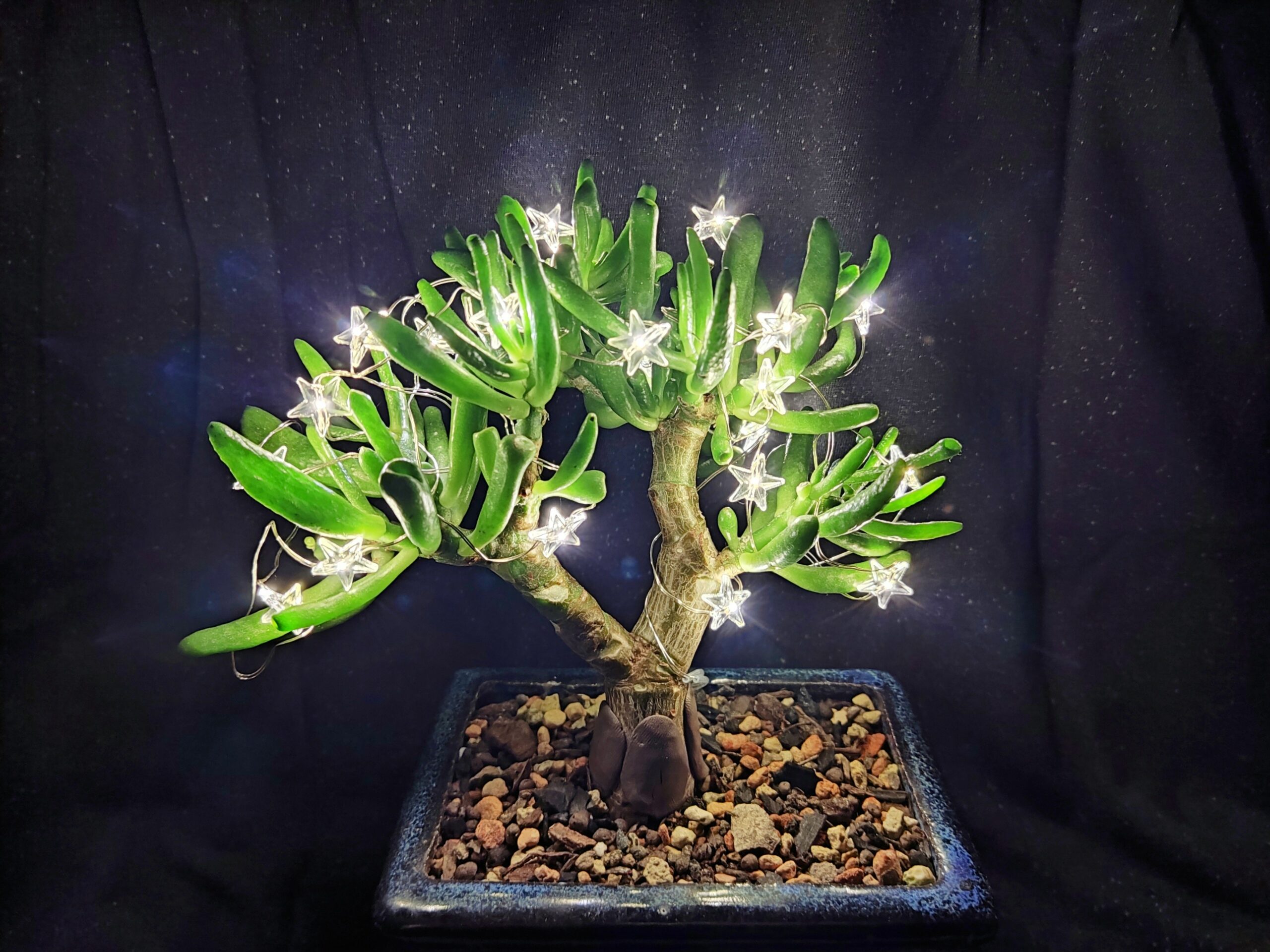 Crassula ovata 'Gollum' #48
