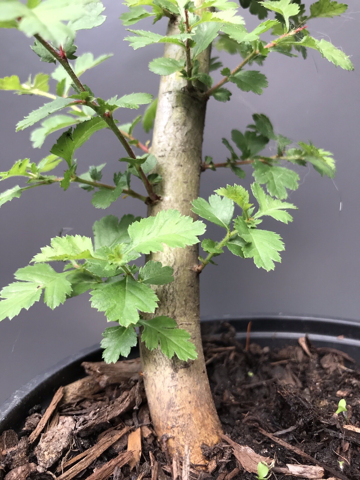 Crataegus monogyna #100