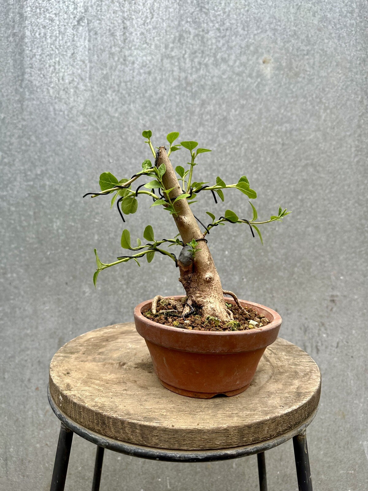 Ligustrum vulgare #94