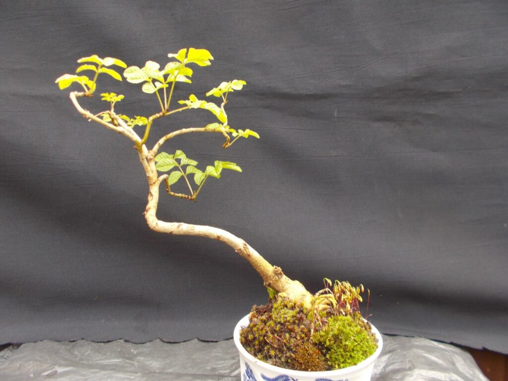 Sorbus aucuparia #106