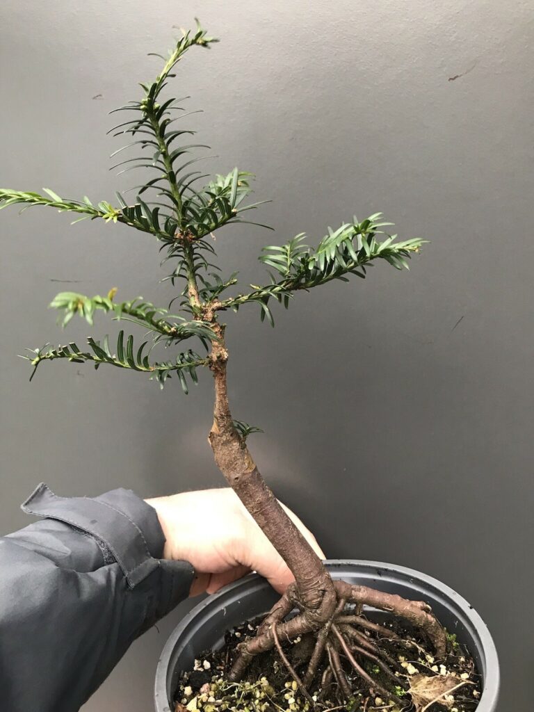 Taxus baccata #118