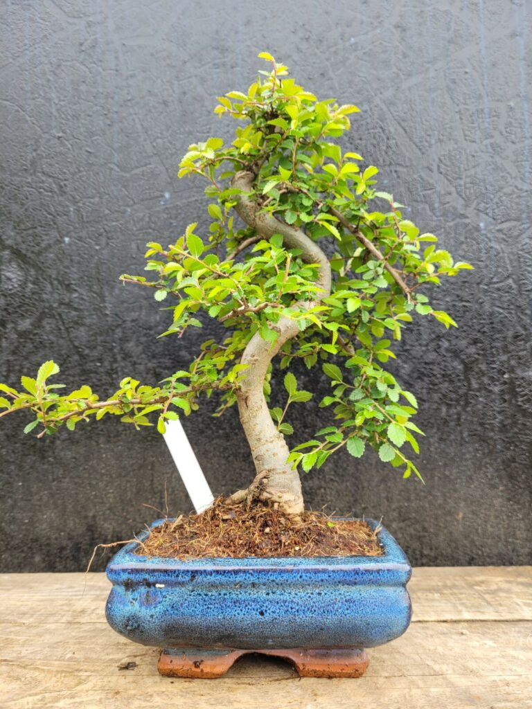 Ulmus parvifolia #104