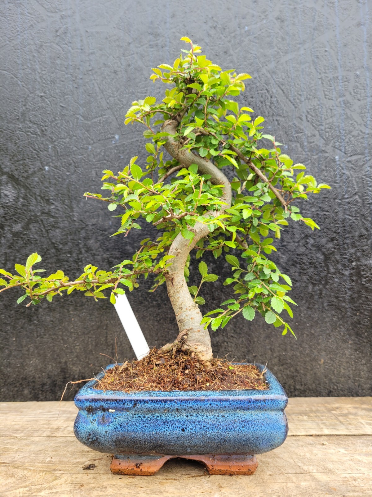 Ulmus parvifolia #104