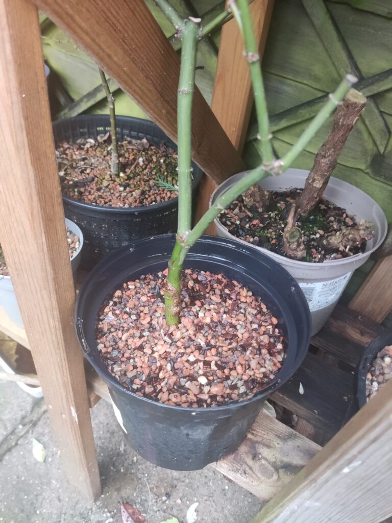 Acer palmatum 'Aka-shigitatsu-sawa' #281