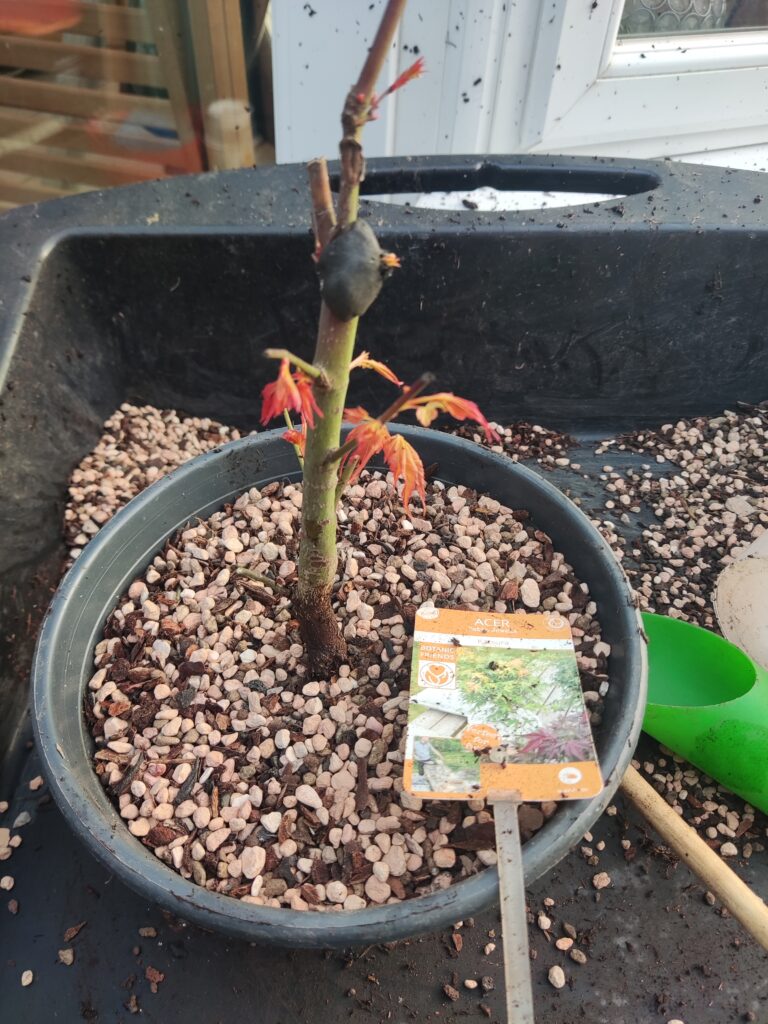 Acer palmatum 'Katsura' #252
