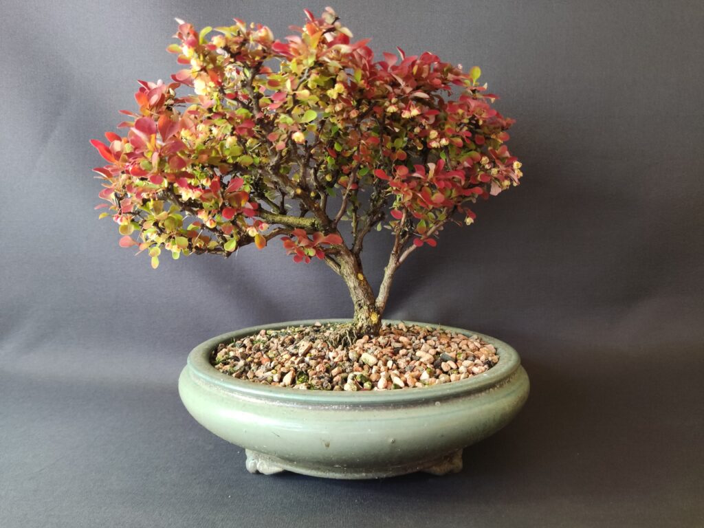 Berberis thunbergii 'Ruby Star' #436