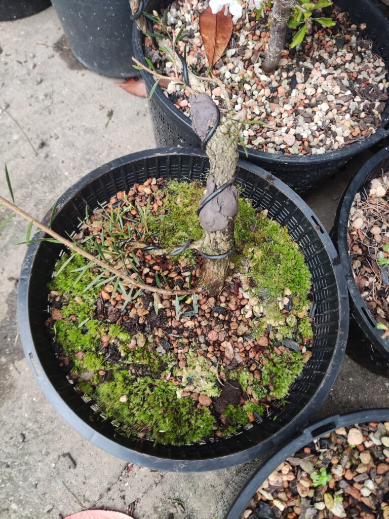 Callistemon pityoides #381