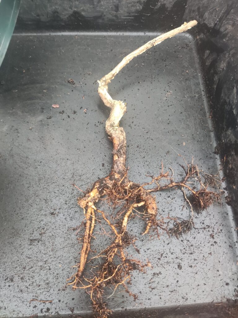 Campsis Radicans #279