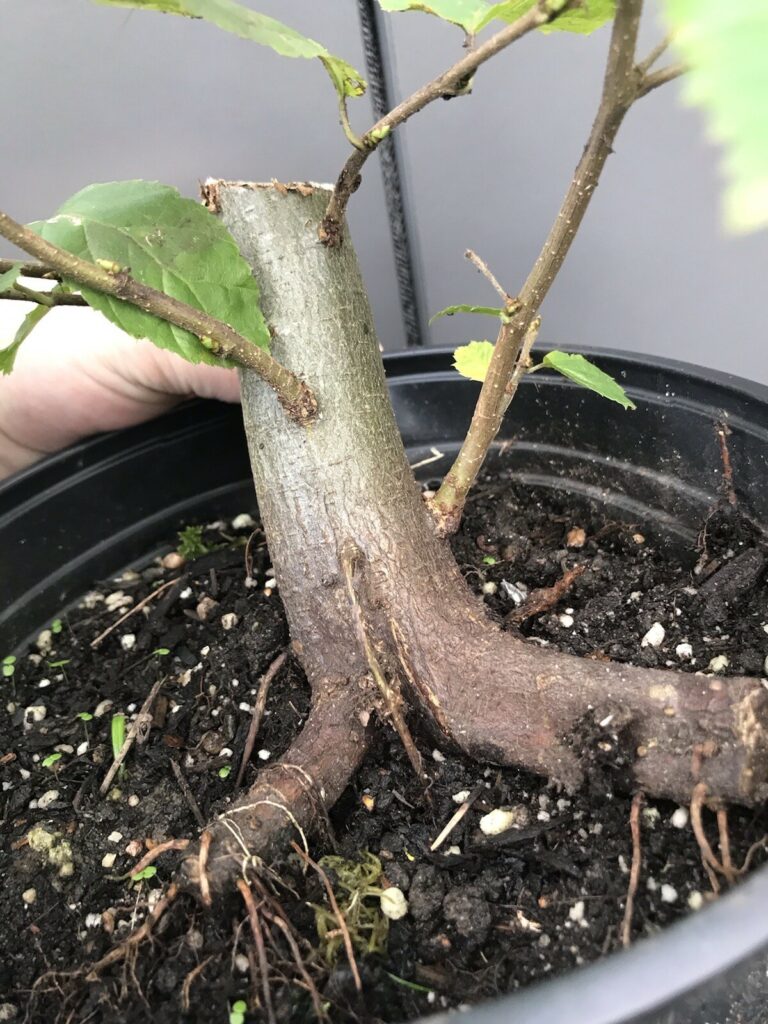 Carpinus betulus #201