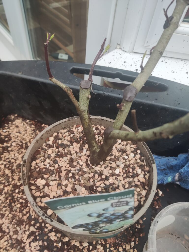 Cornus amomum 'Blue cloud' #267