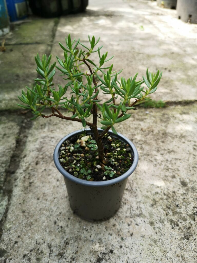 Crassula sarcocaulis #206