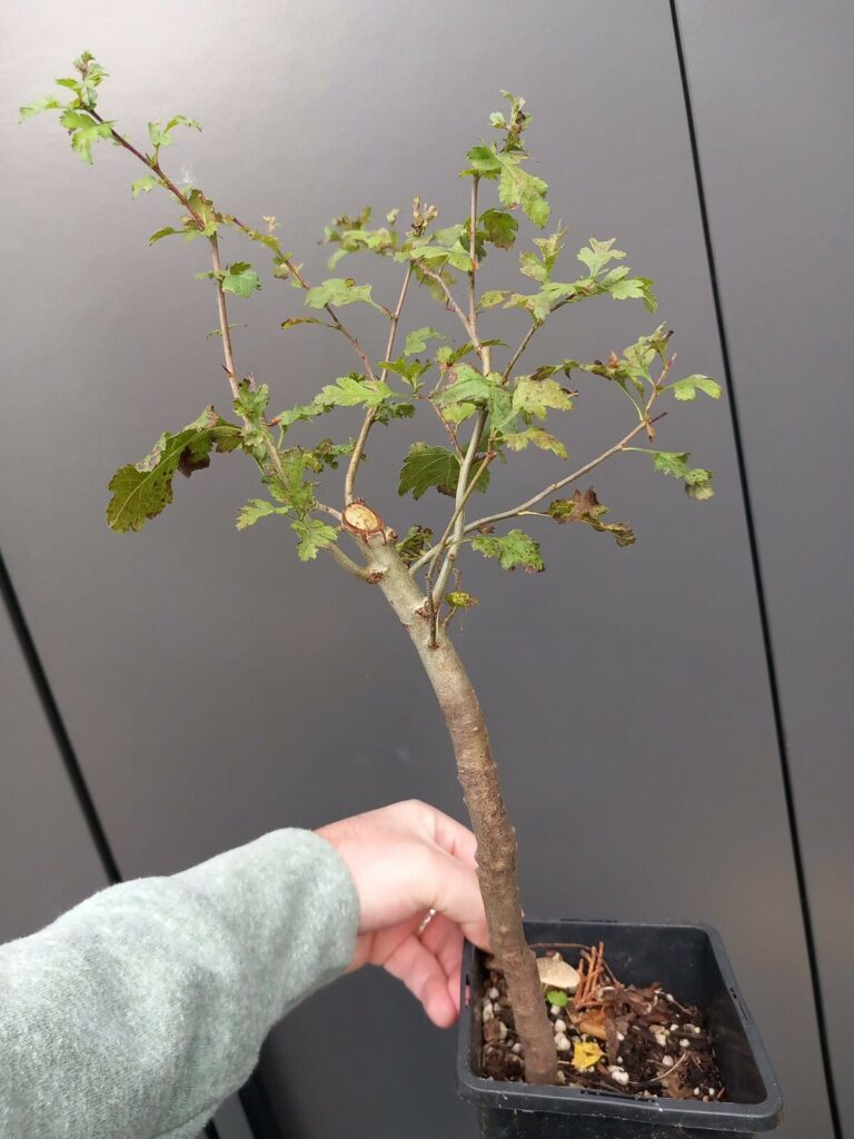 Crataegus monogyna #204