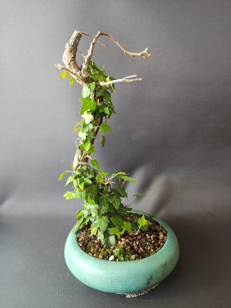 Hedera helix #432
