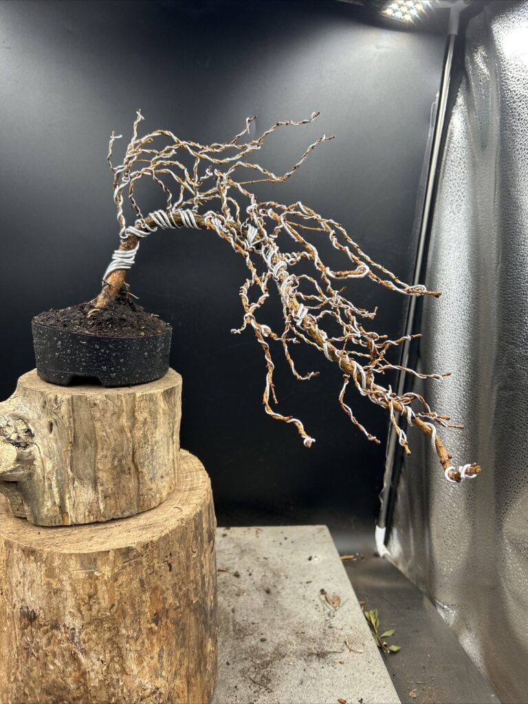 Larix kaempferi #216