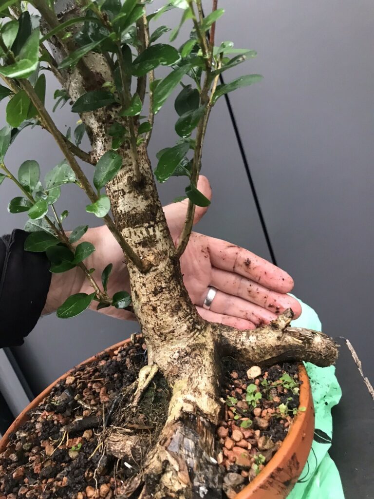 Ligustrum vulgare #224