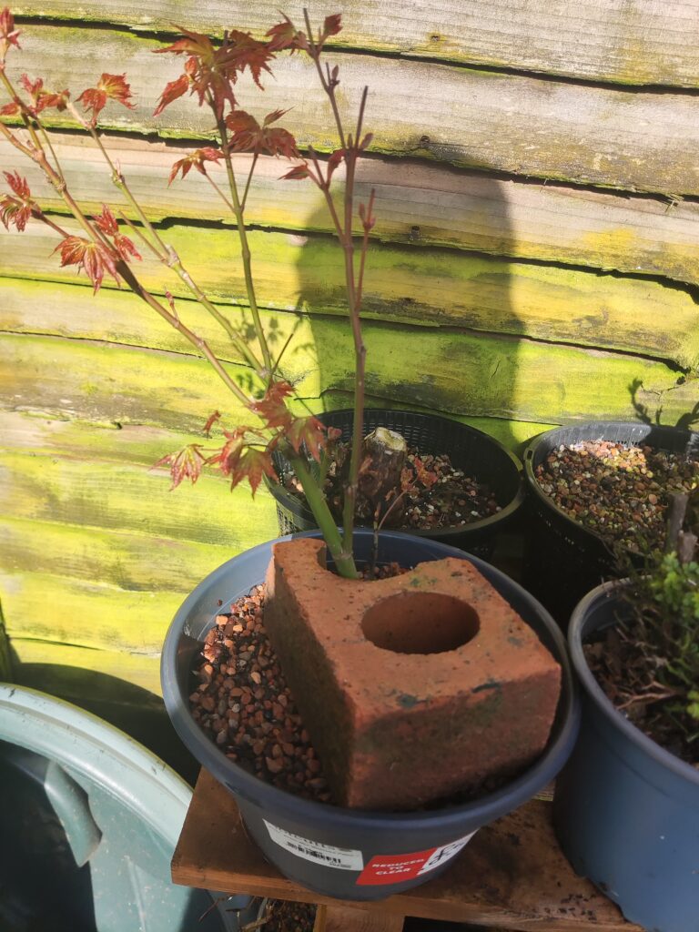 Lonicera nitida #236