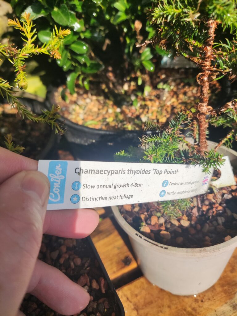 Lonicera nitida #236