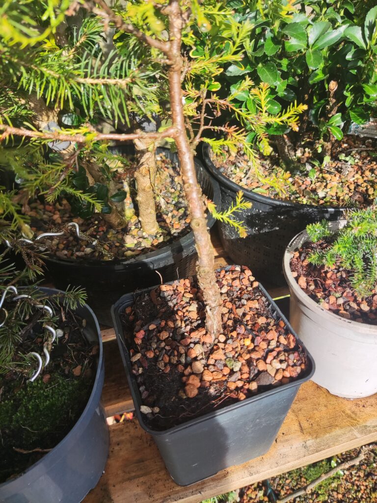 Lonicera nitida #236