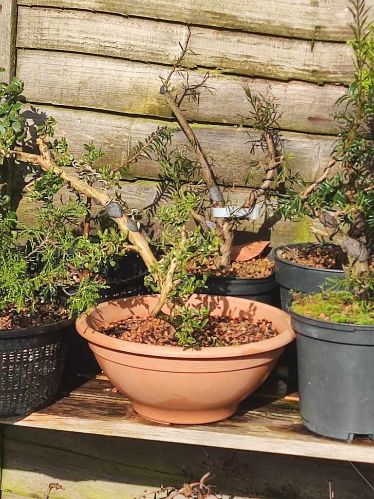 Lonicera nitida #236
