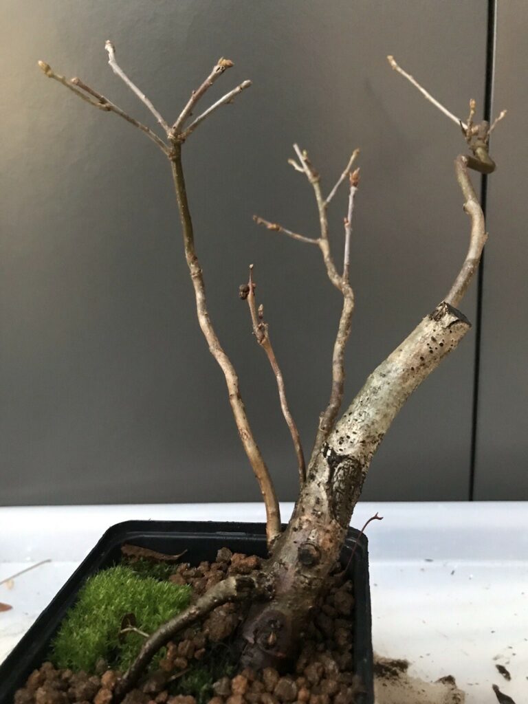 Quercus robur #220