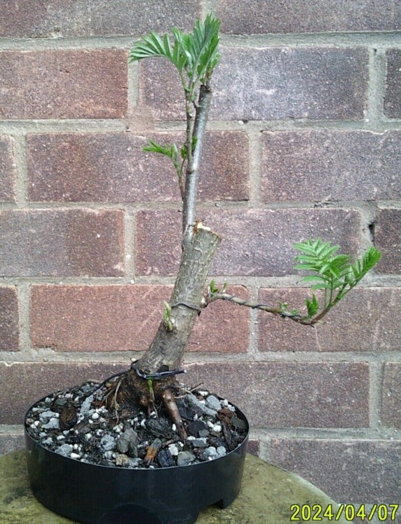 Sorbus aucuparia #210