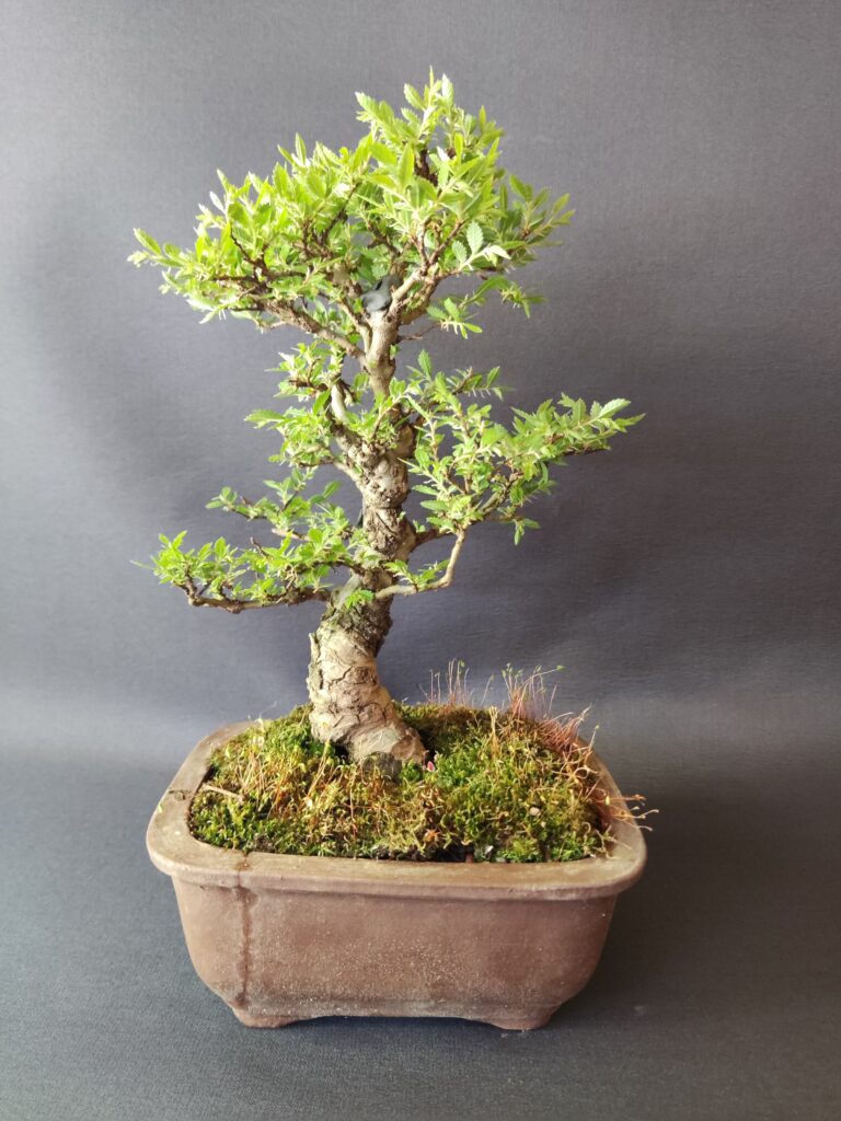 Ulmus parvifolia #288