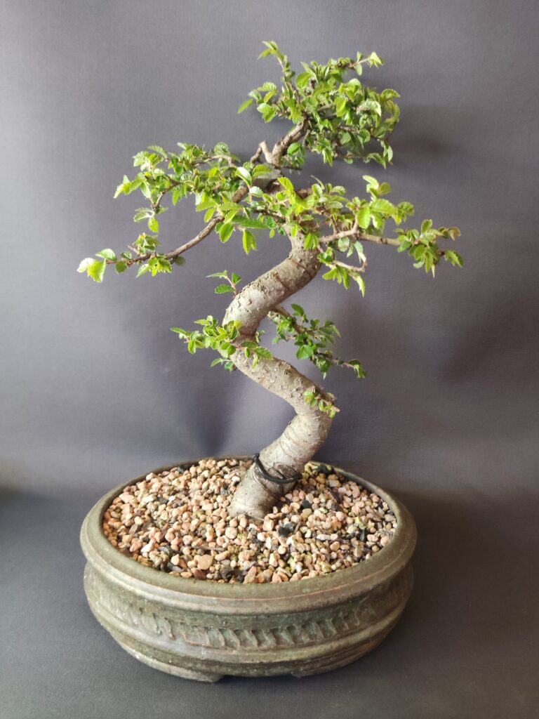Ulmus parvifolia #433