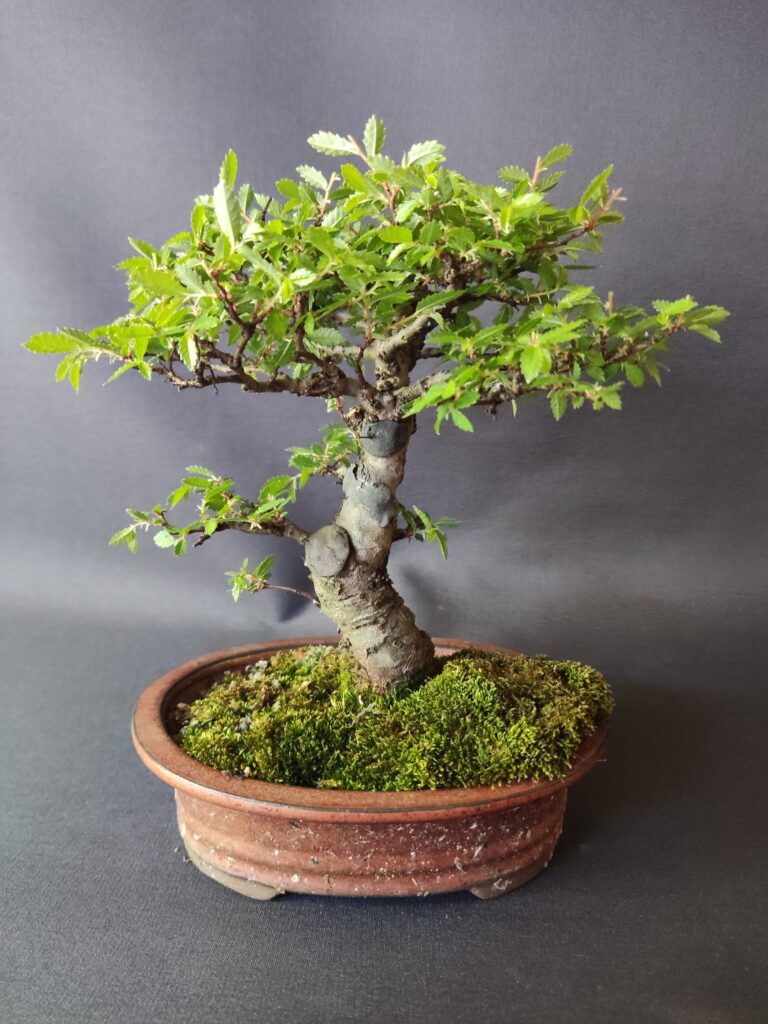 Ulmus parvifolia 'Seiju' #434