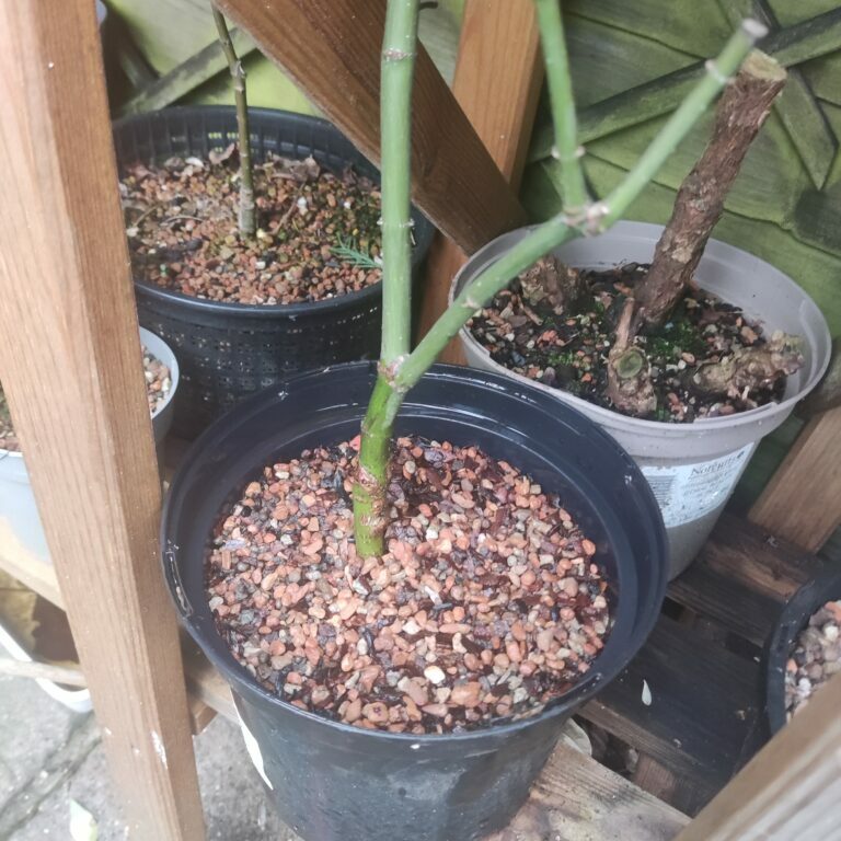 Acer palmatum 'Aka-shigitatsu-sawa' #281