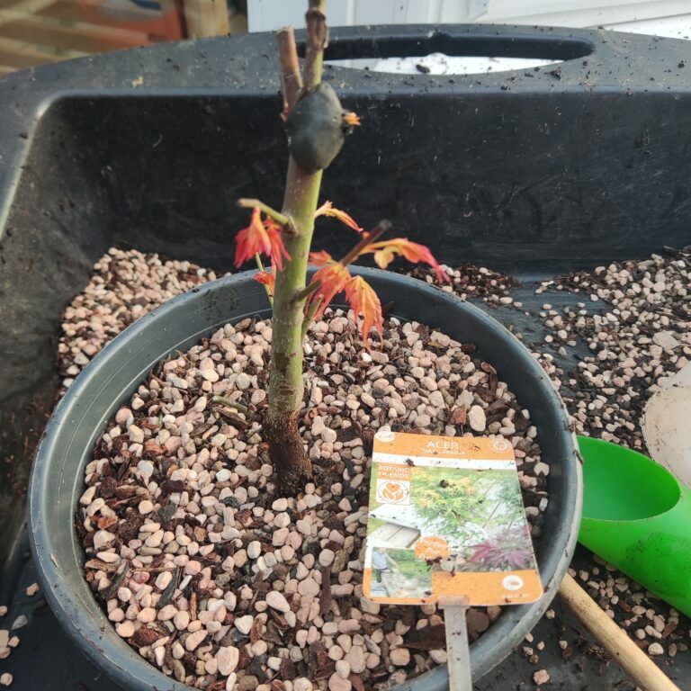 Acer palmatum 'Katsura' #252
