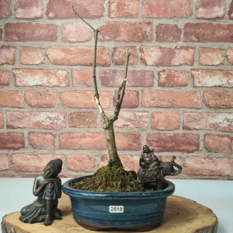 Acer palmatum 'Shojo nomura' #218