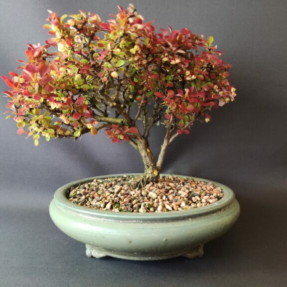 Berberis thunbergii 'Ruby Star' #436