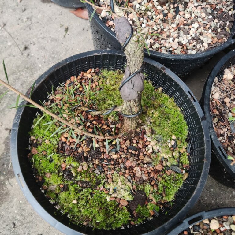 Callistemon pityoides #381