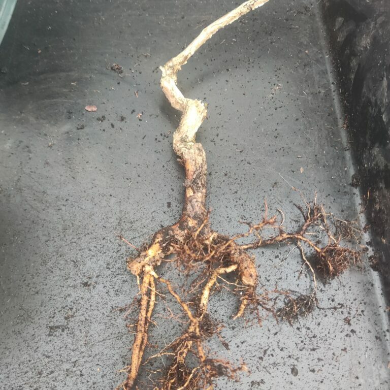 Campsis Radicans #279