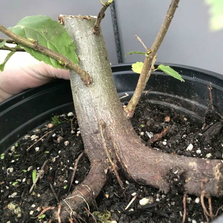 Carpinus betulus #201