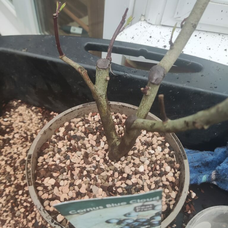 Cornus amomum 'Blue cloud' #267