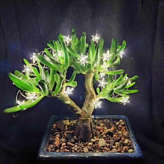 Crassula ovata 'Gollum' #48