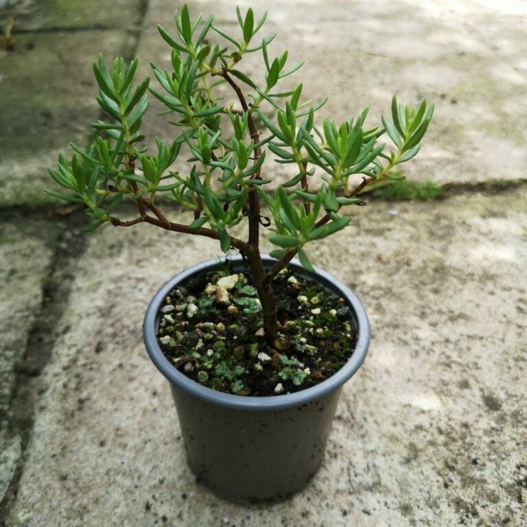 Crassula sarcocaulis #206