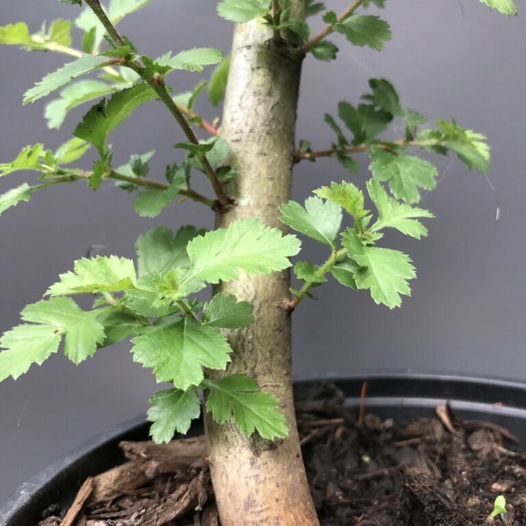 Crataegus monogyna #100