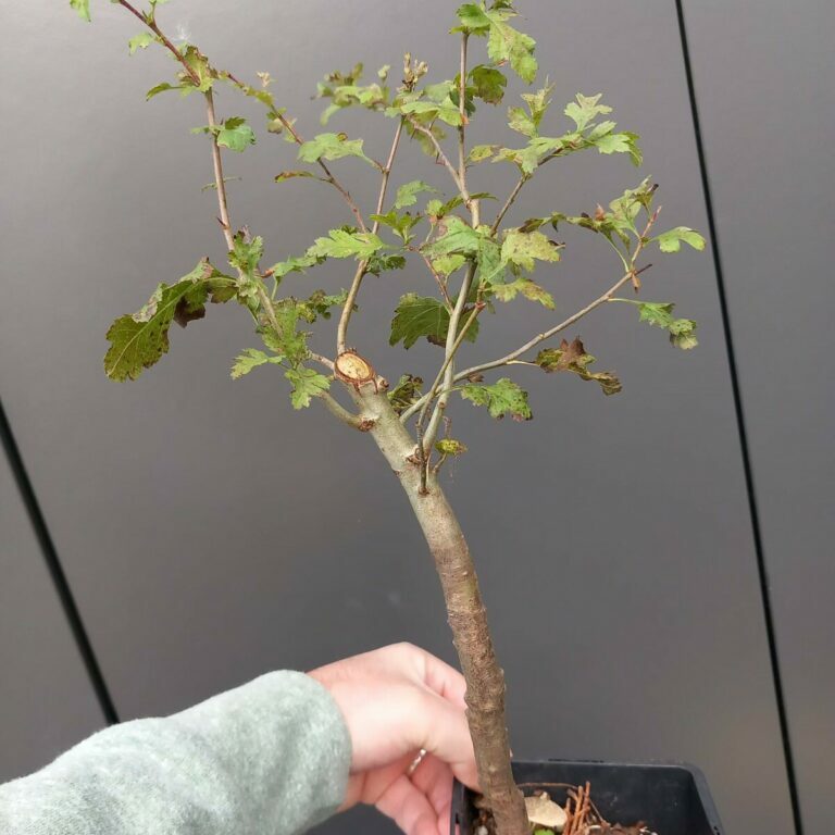 Crataegus monogyna #204