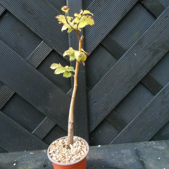 Crataegus monogyna #226