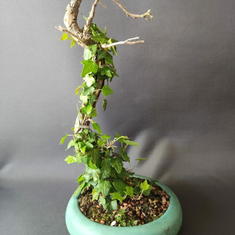 Hedera helix #432