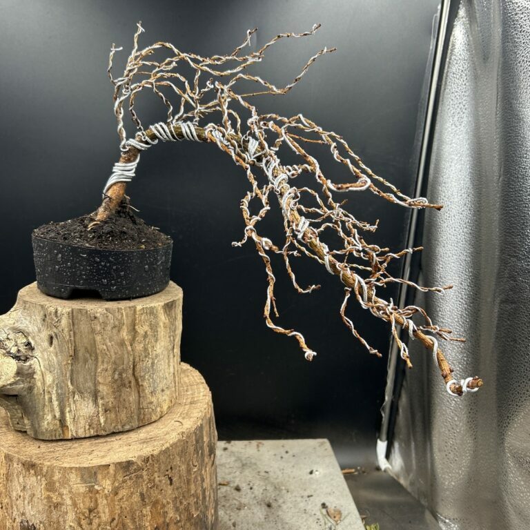 Larix kaempferi #216