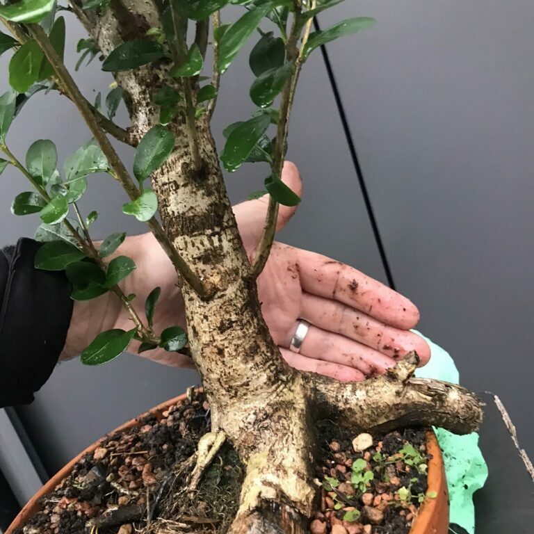 Ligustrum vulgare #224