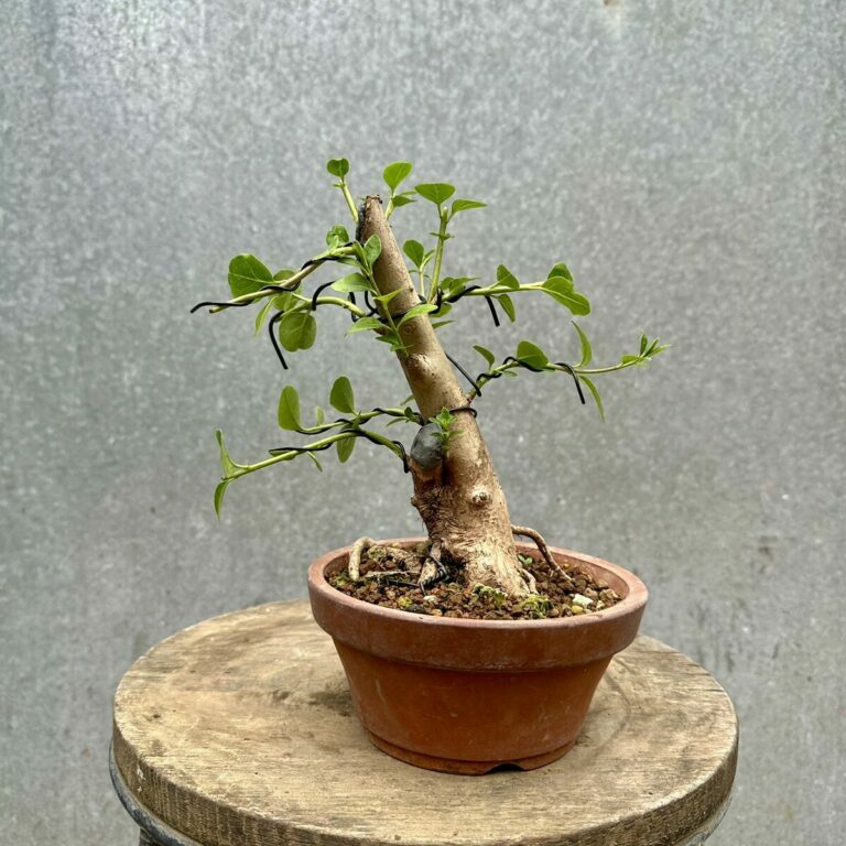 Ligustrum vulgare #94