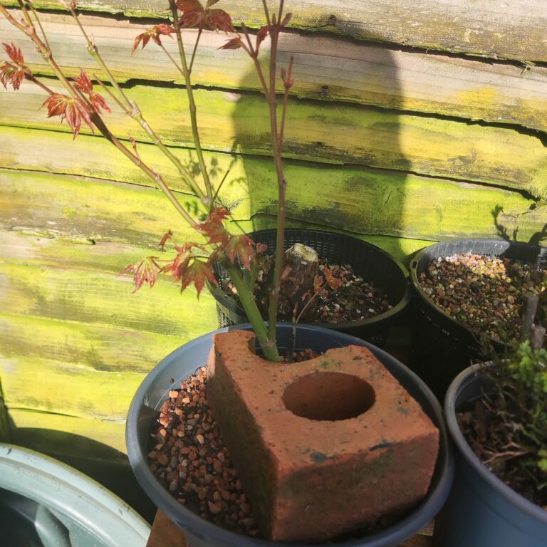 Lonicera nitida #236