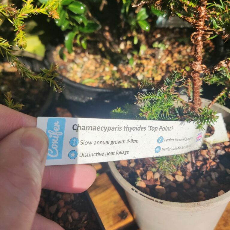 Lonicera nitida #236