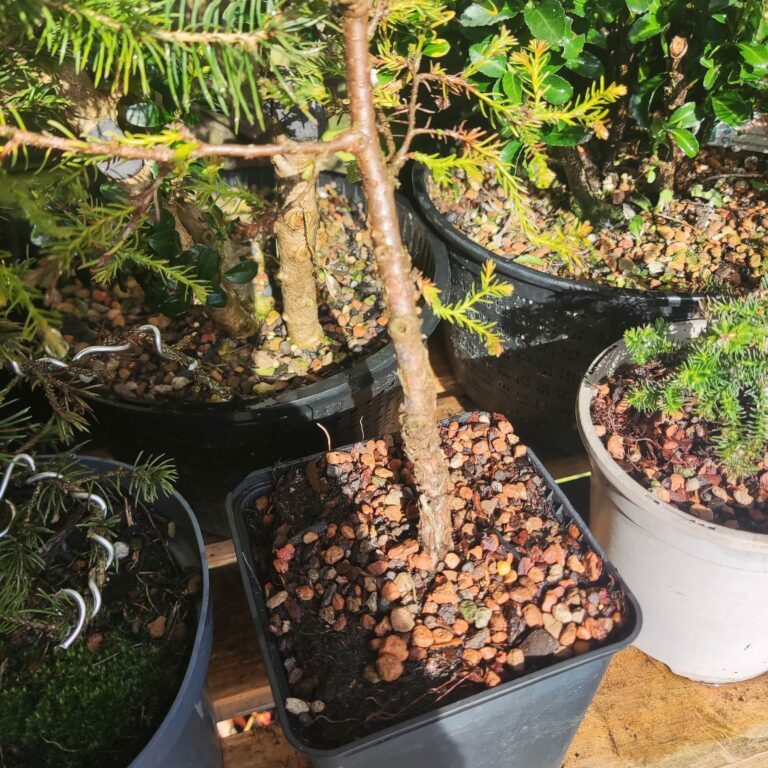 Lonicera nitida #236