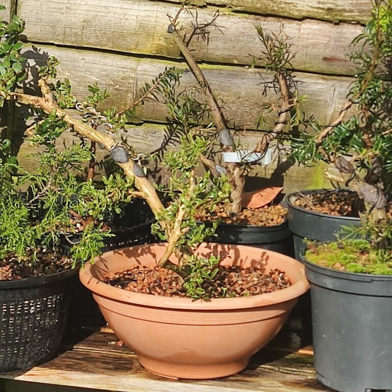 Lonicera nitida #236
