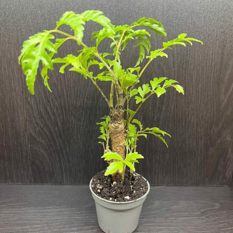 Polyscias filicifolia #122